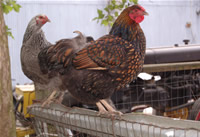 Chickens