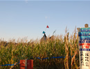 Corn Field