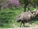 Emu