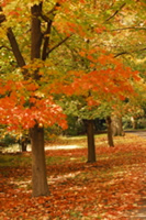 Trees in Autumn