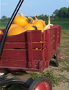 Pumpkins