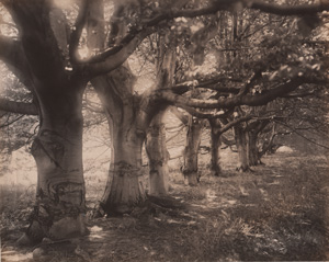 Snipes Farm Trees 1913